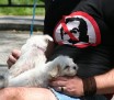 Yes To Puppies No To Bush