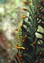 Crinoid Commensal Shrimp