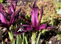 Iris histrioides 'George'.