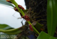 Bulbophyllum oreonastes