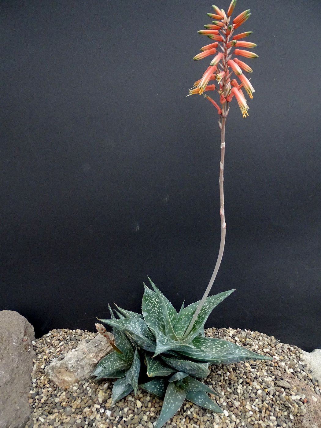 Photo: Aloe imalotensis | Aloe Madagascar + album | Cok
