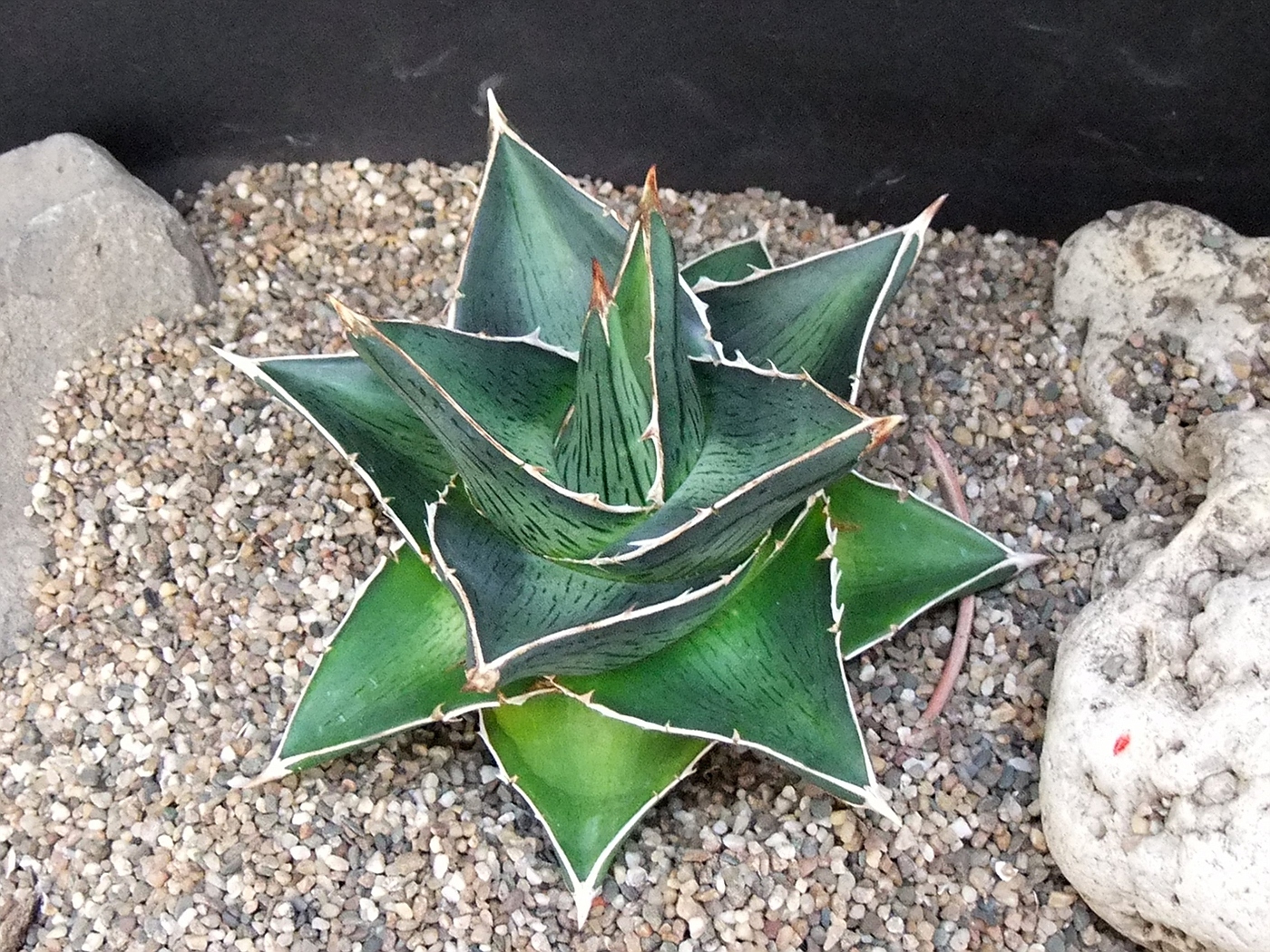Photo: Agave difformis Nana | Agave Coll. Yucca Dykia Hechtia
