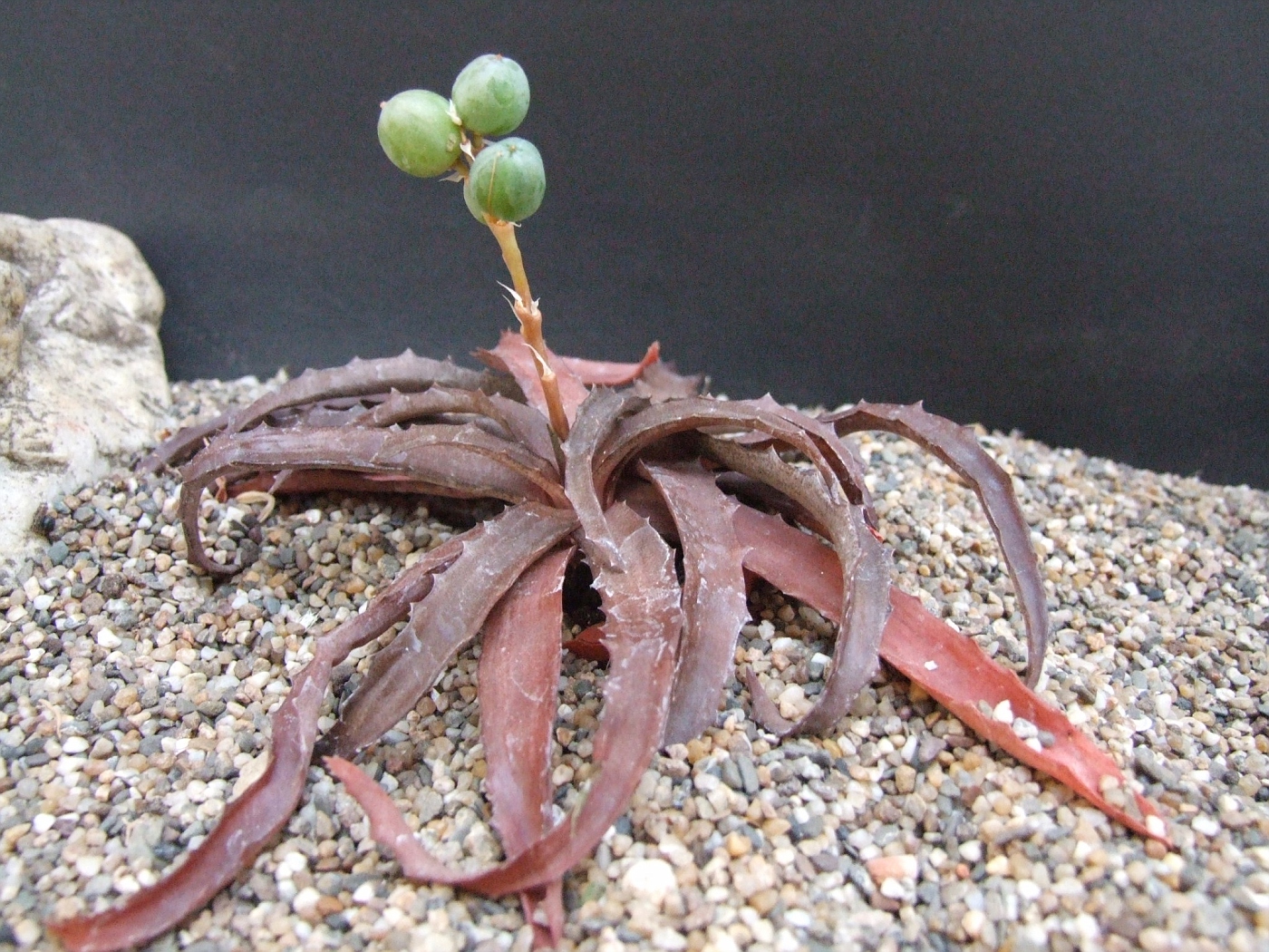 Aloe prostratum Madagascar