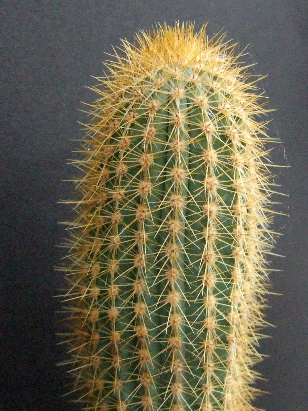 Photo: Pilosocereus barbadensis | Cactus Cereus. album | Cok ...