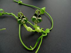 Ceropegia denticulata ssp. brownii