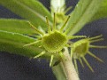 Dorstenia benguellensis Ruvuma .., spider like flower