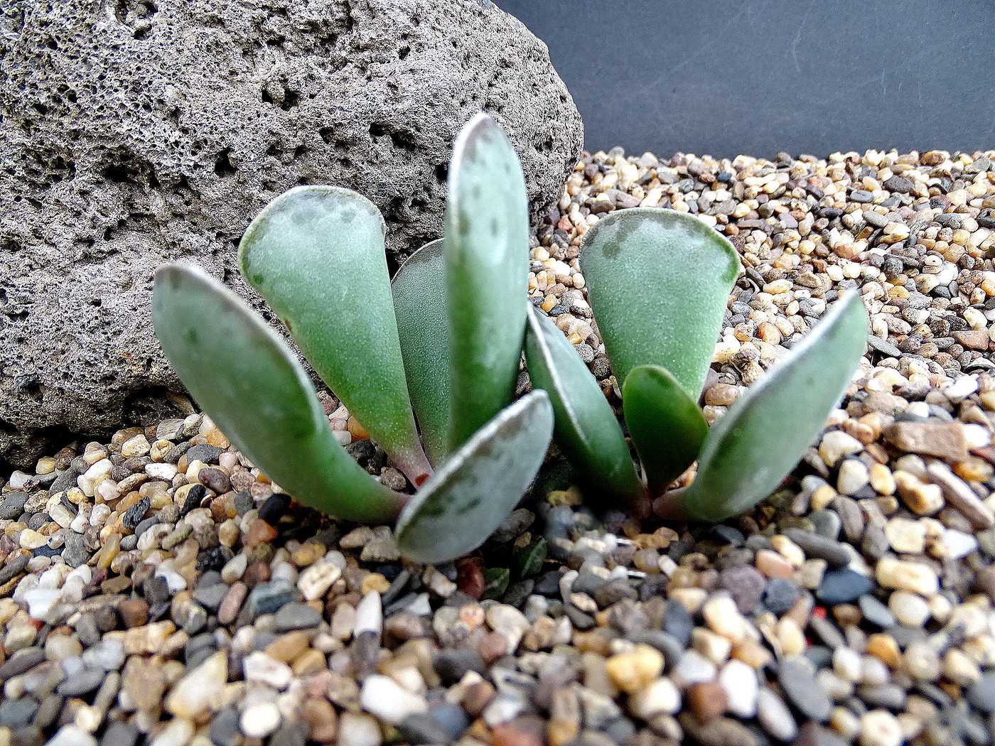 Adromischus SP aff triflorus