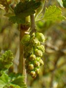Knospentraube