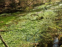 Hasselbach