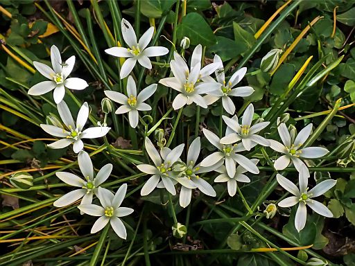 Wiesensterne