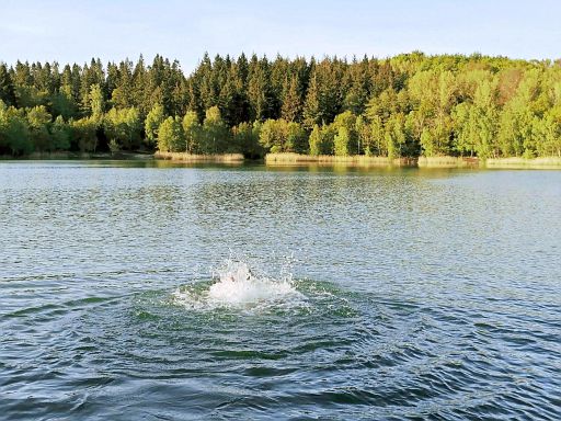 Seeungeheuer im Bruchsee?