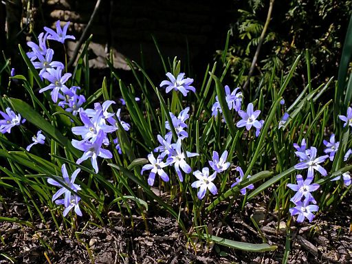 Frühlingssterne