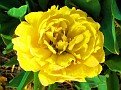 It's not a rose!