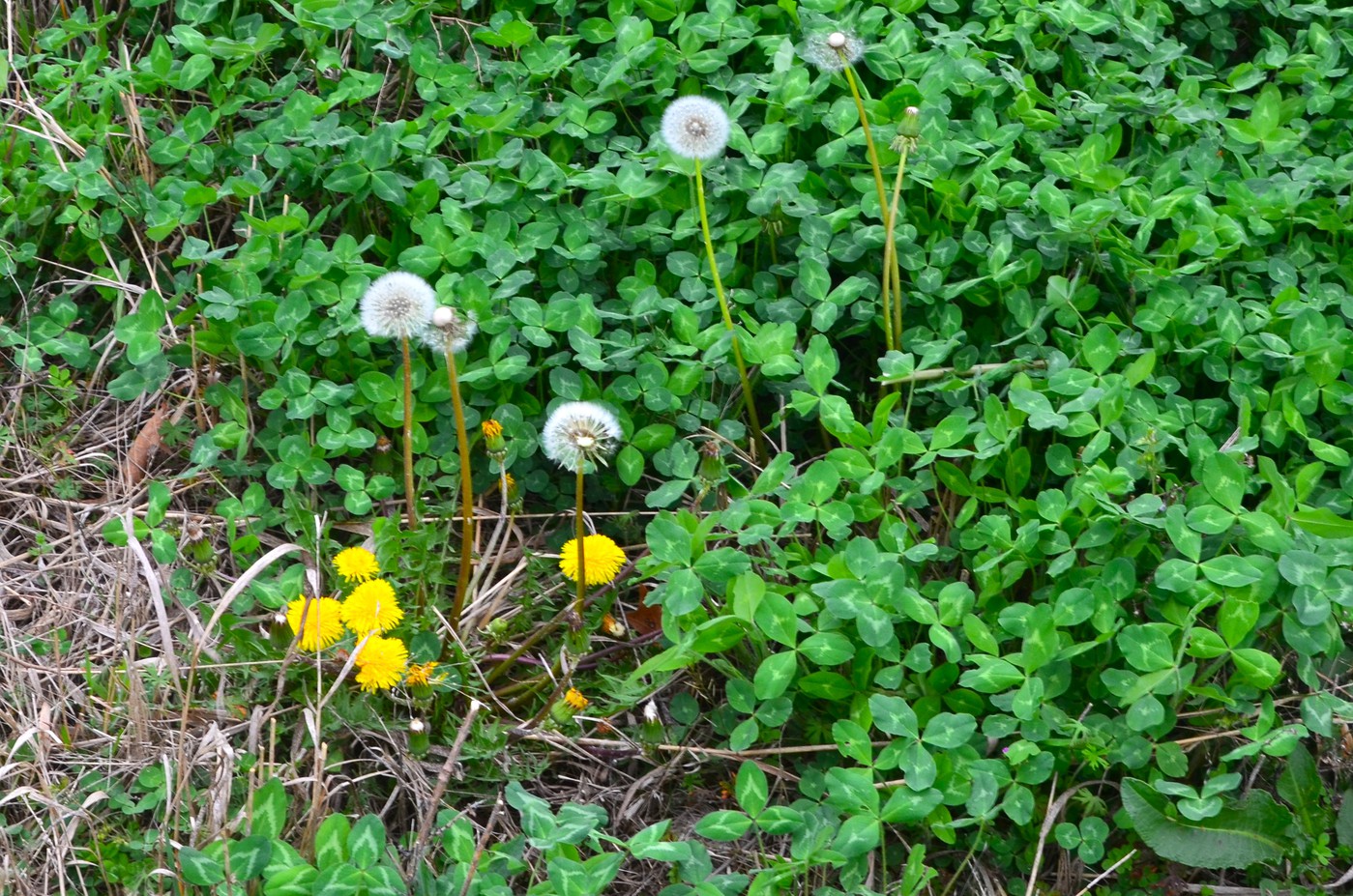 Dandelion_Vs_Wildlettuce_2-vi.jpg