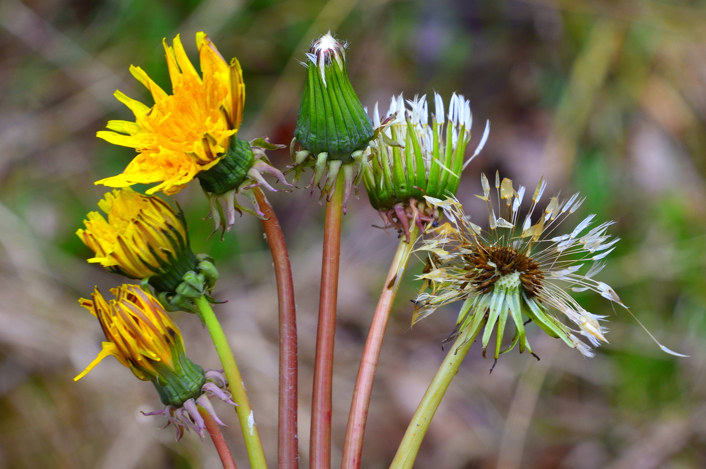 Dandelion_Vs_Wildlettuce_3-vi.jpg