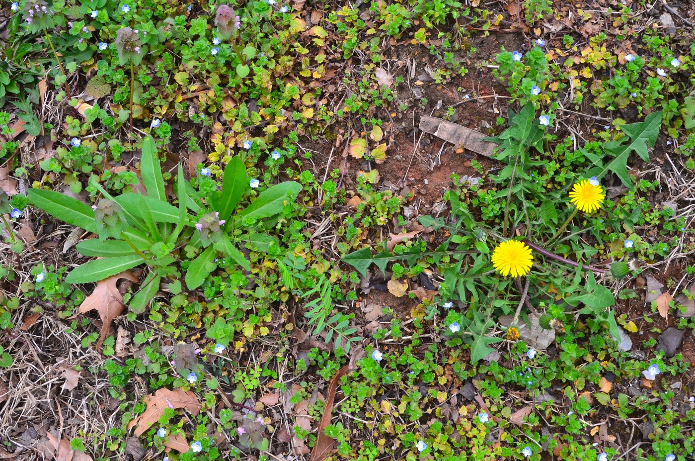 Dandelion_Vs_Wildlettuce_6-vi.jpg