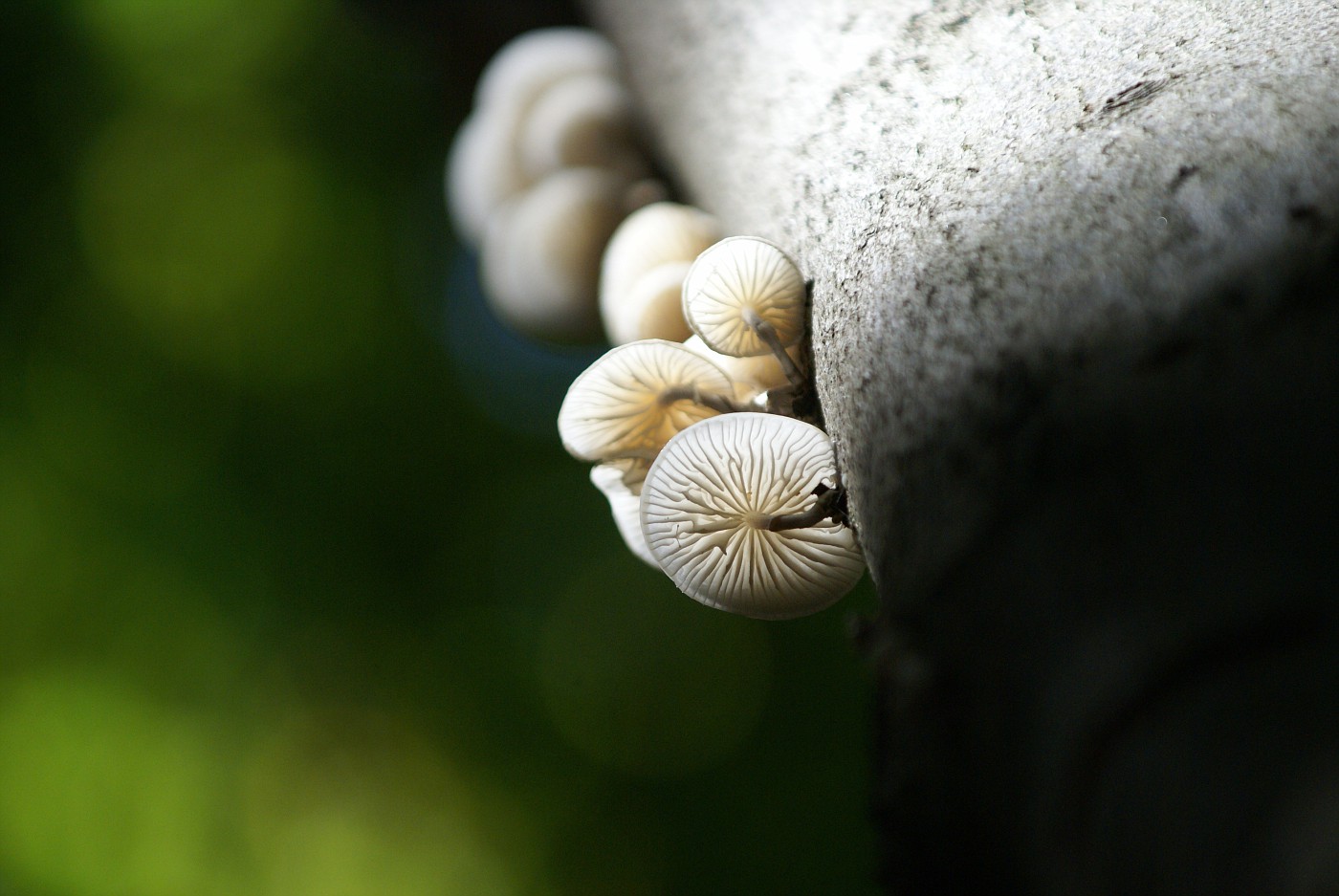 kerassentials fungus