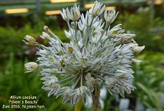 Allium caesium 'Pskem's Beauty'
