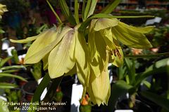 Fritillaria imperialis 'Early Passion'