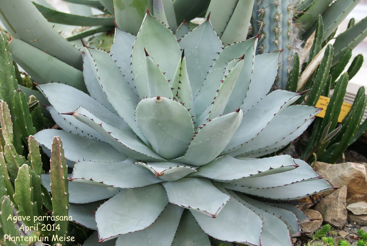 Agave parrasana фото