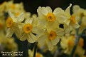 Narcissus 'Canary Bird'