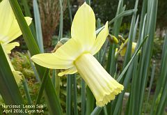Narcissus 'Lemon Silk'