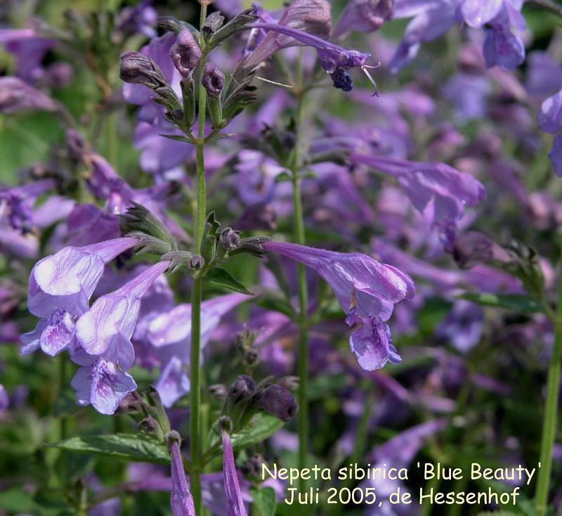 Nepeta sibirica 'Blue Beauty'