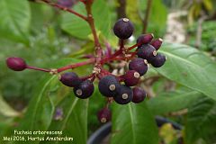 Fuchsia arborescens (fruit)