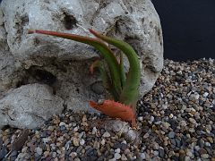 Aloe sp. Faux Capitata