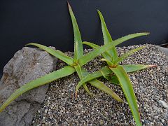 Aloe suarezensis