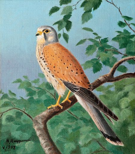 Common Kestrel (1948)