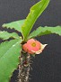 Euphorbia hofstaeteri