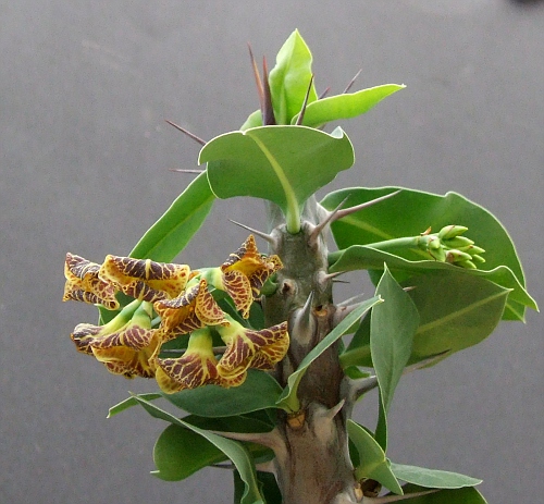 Euphorbia sp. Madagascar