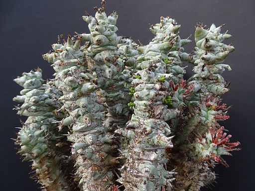 Euphorbia horrida fa. Alba and viscum minimum
