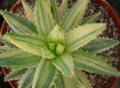 Aloe brevifolia fa. variegata