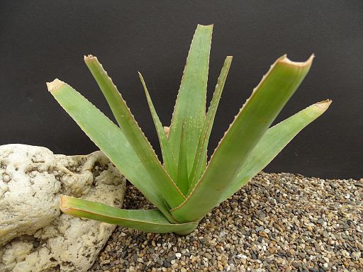 Aloe tormentori