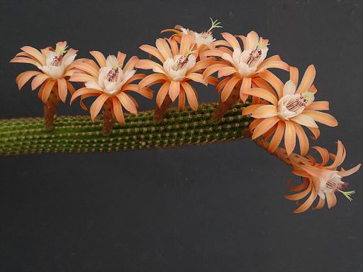 Hildewinteria aureispina x Echinopsis