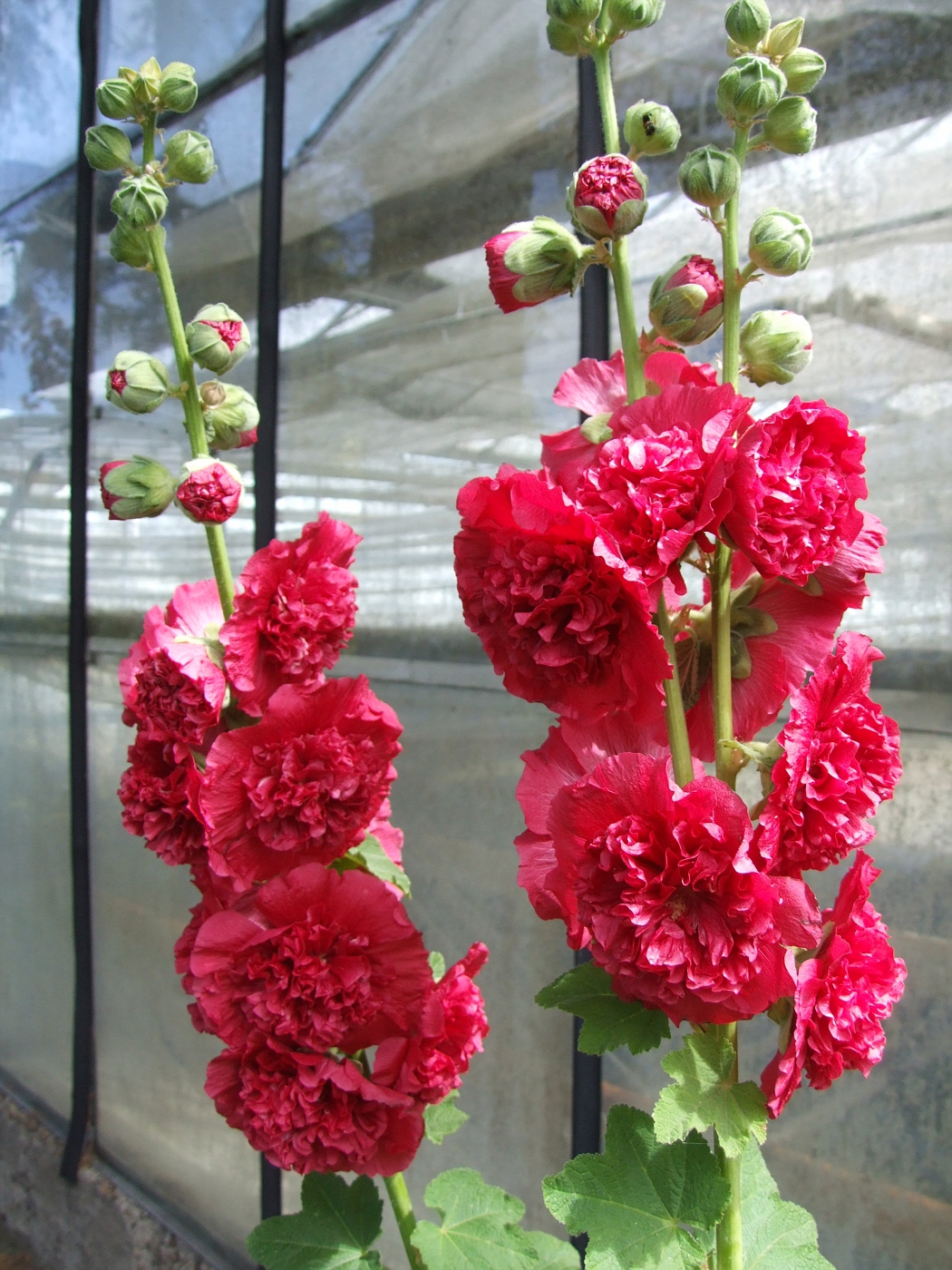 Alcea rosea 'Pleniflora' red