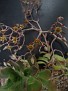 Graptopetalum fruticosum