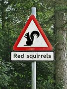 Vorsicht Eichhörnchen!