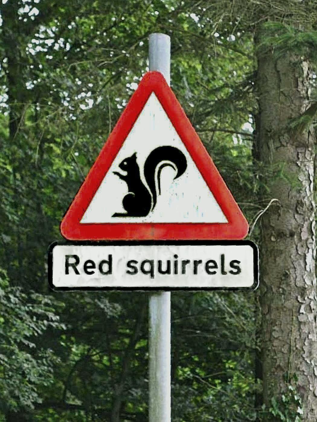 Vorsicht Eichhörnchen!