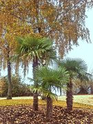 Immenstaader Palmen