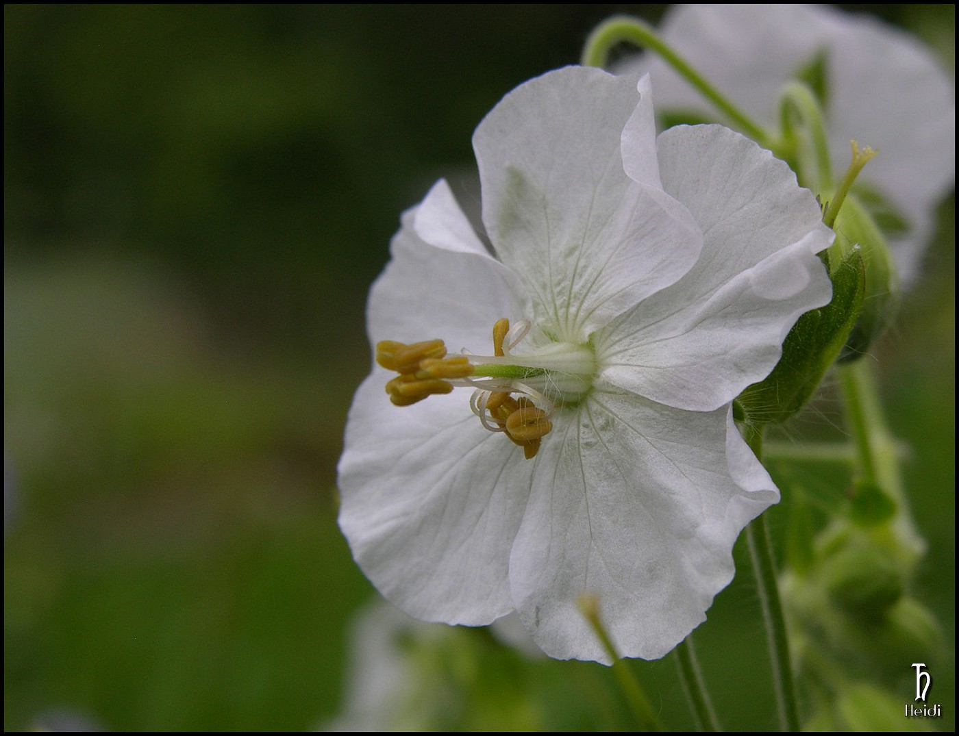 Нарцисс geranium описание и фото