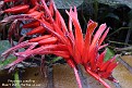 Pitcairnia corallina