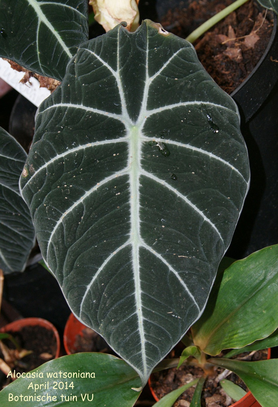 Алоказия лонгилоба