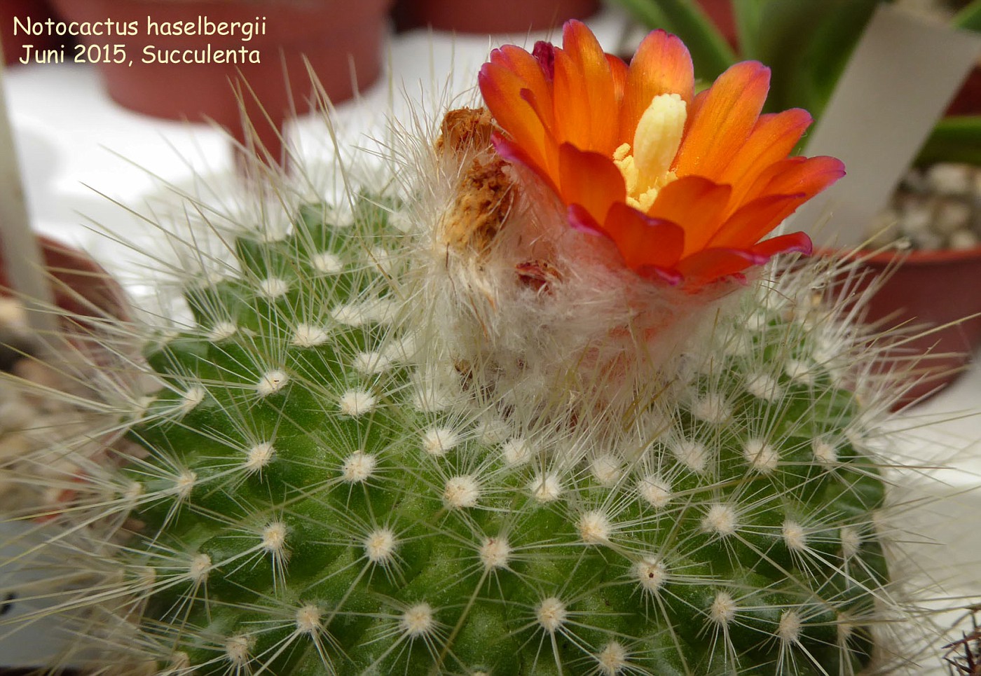 Нотокактус Хазельберга (Notocactus haselbergii) маленький