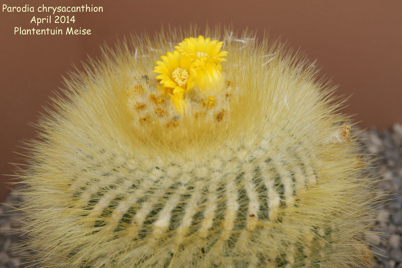 Parodia chrysacanthion albispina (пародия бело-золотистоиглая