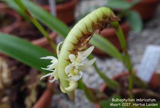 Bulbophyllum imbricatum var. alba