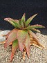 Aloe capitata v. cipolinicola