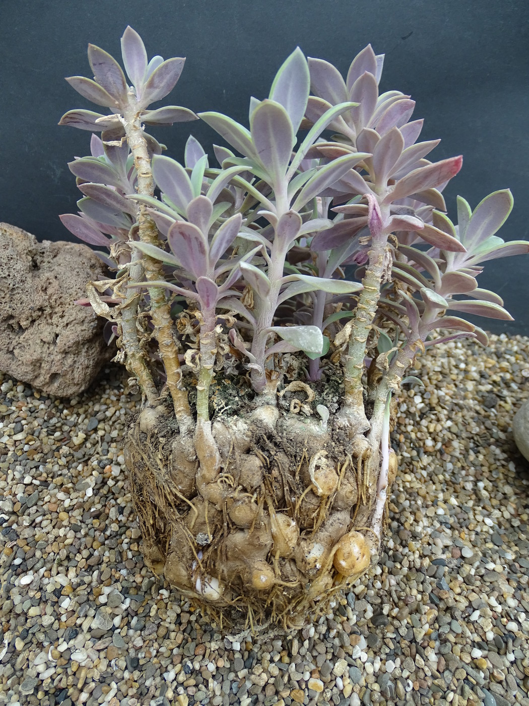 Senecio semperviva ssp. grantii - the roots
